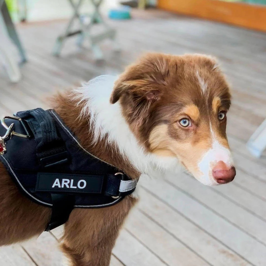 No-Pull Adjustable Dog Harness