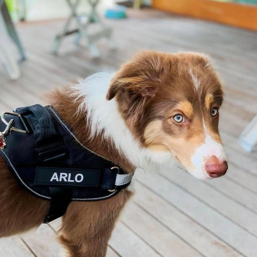No-Pull Adjustable Dog Harness